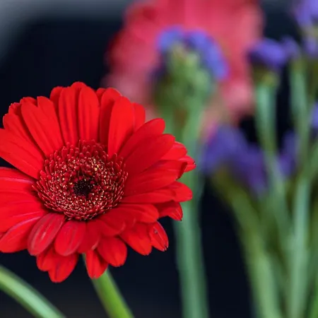 Feel - Alphonse Karr Apartman